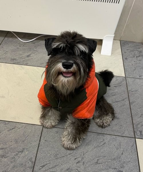dog-shvung